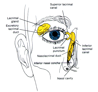 Lacrimal Passages