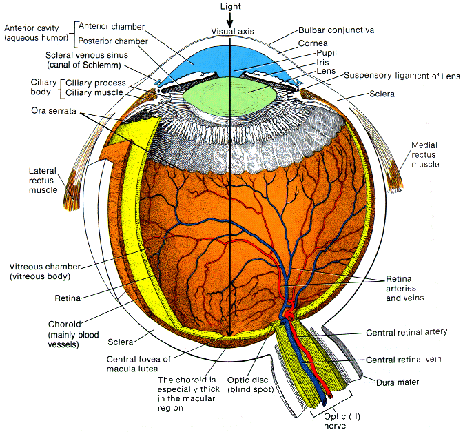 Suspensory Ligament Eye