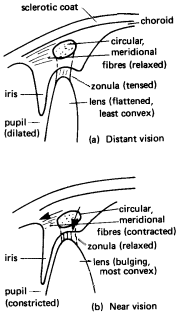 The eye accomodates for both (a) Distant Vision and (b) Near Vision
